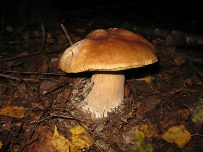 IMG_1367.jpg