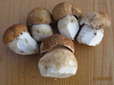 mushroom.jpg