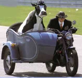 laubenstein-cow.jpg